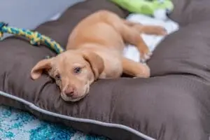 a puppy lying on a dog bed